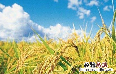 水稻如何管理防治病虫害 水稻的病虫害防治和管理