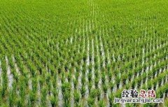 水稻如何管理防治病虫害 水稻的病虫害防治和管理