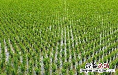 水稻如何管理防治病虫害 水稻的病虫害防治和管理