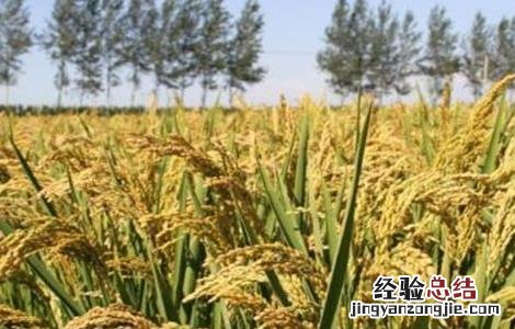 水稻如何管理防治病虫害 水稻的病虫害防治和管理