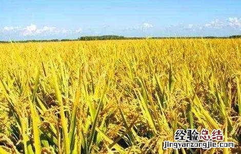 水稻如何管理防治病虫害 水稻的病虫害防治和管理