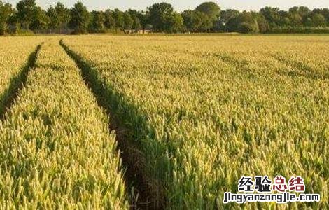 水稻如何管理防治病虫害 水稻的病虫害防治和管理
