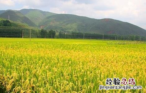 水稻如何管理防治病虫害 水稻的病虫害防治和管理