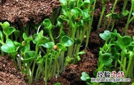 绿豆夏季直播技术 绿豆在哪里开直播