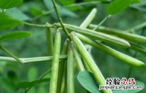 绿豆夏季直播技术 绿豆在哪里开直播