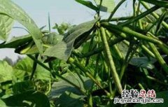 绿豆夏季直播技术 绿豆在哪里开直播