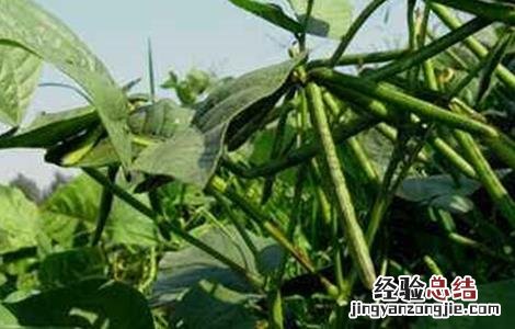 绿豆夏季直播技术 绿豆在哪里开直播