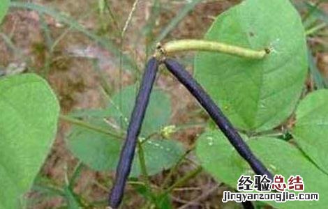 绿豆夏季直播技术 绿豆在哪里开直播