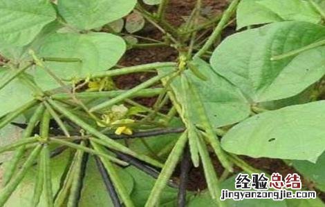 绿豆夏季直播技术 绿豆在哪里开直播