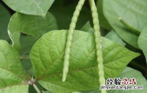 绿豆夏季直播技术 绿豆在哪里开直播