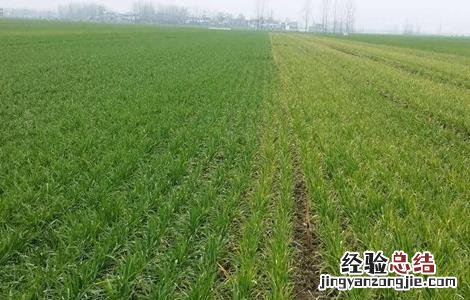 小麦生长需要怎样的环境条件 小麦需要什么生长环境