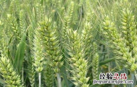 小麦生长需要怎样的环境条件 小麦需要什么生长环境