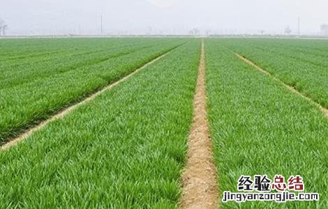 小麦生长需要怎样的环境条件 小麦需要什么生长环境