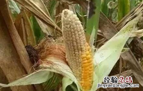 玉米为什么不能多结穗 玉米果穗结实差原因