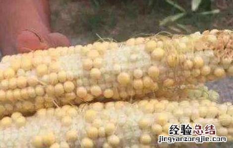 玉米为什么不能多结穗 玉米果穗结实差原因