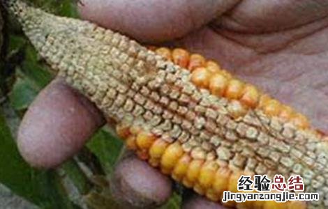 玉米为什么不能多结穗 玉米果穗结实差原因