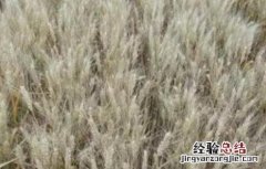 小麦干热风防治措施 小麦干热风害的发生与防治