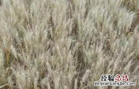 小麦干热风防治措施 小麦干热风害的发生与防治
