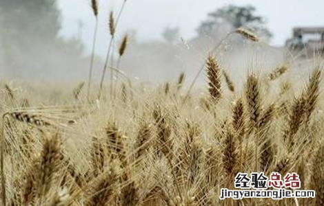 小麦干热风防治措施 小麦干热风害的发生与防治