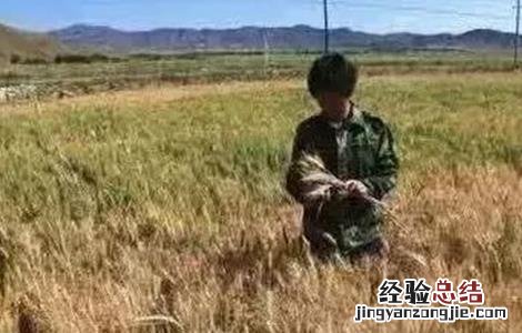 小麦干热风防治措施 小麦干热风害的发生与防治