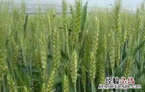 小麦灌浆管理要点是什么 小麦灌浆管理要点