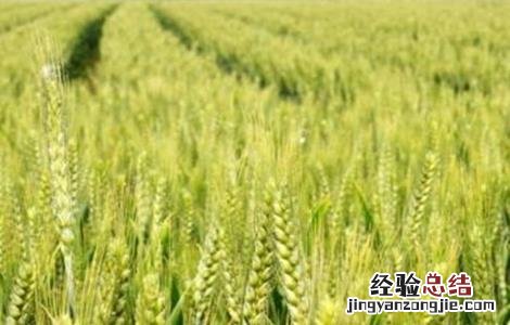 小麦灌浆管理要点是什么 小麦灌浆管理要点