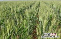 小麦灌浆管理要点是什么 小麦灌浆管理要点