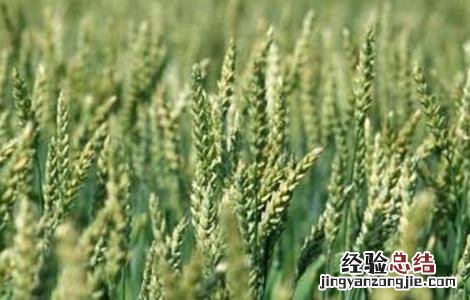 小麦灌浆管理要点是什么 小麦灌浆管理要点