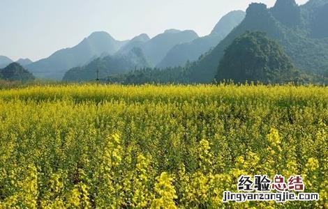 油菜对生长环境的要求有哪些 油菜对生长环境的要求