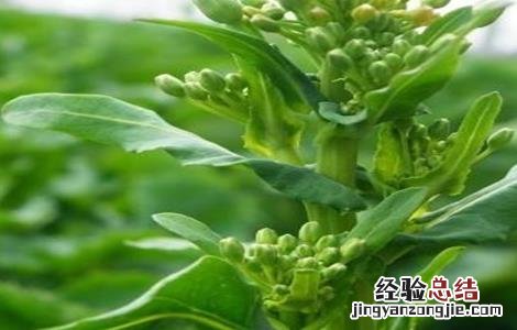 油菜对生长环境的要求有哪些 油菜对生长环境的要求