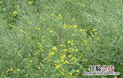 油菜对生长环境的要求有哪些 油菜对生长环境的要求