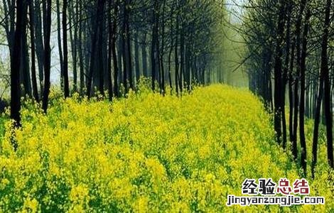 油菜对生长环境的要求有哪些 油菜对生长环境的要求