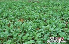油菜对生长环境的要求有哪些 油菜对生长环境的要求