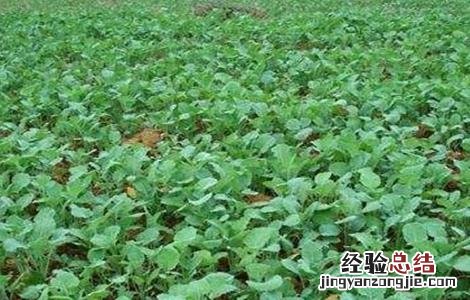 油菜对生长环境的要求有哪些 油菜对生长环境的要求