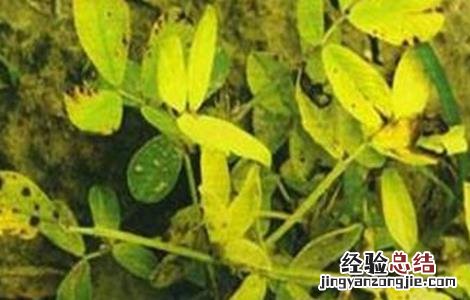 花生叶片发黄原因及解决方法视频 花生叶片发黄原因及解决方法