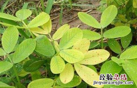 花生叶片发黄原因及解决方法视频 花生叶片发黄原因及解决方法
