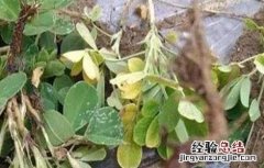 花生叶片发黄原因及解决方法视频 花生叶片发黄原因及解决方法