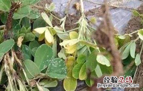 花生叶片发黄原因及解决方法视频 花生叶片发黄原因及解决方法