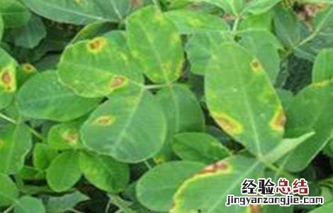 花生叶片发黄原因及解决方法视频 花生叶片发黄原因及解决方法