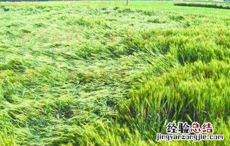 怎么防治小麦倒伏 防治小麦倒伏用什么农药最好