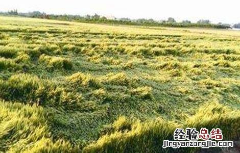 怎么防治小麦倒伏 防治小麦倒伏用什么农药最好