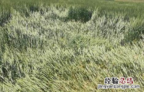 怎么防治小麦倒伏 防治小麦倒伏用什么农药最好