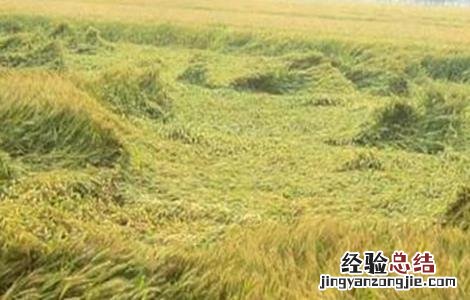 怎么防治小麦倒伏 防治小麦倒伏用什么农药最好