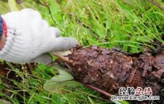 芋头种植注意事项 芋头种植注意事项和禁忌