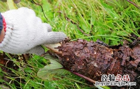 芋头种植注意事项 芋头种植注意事项和禁忌