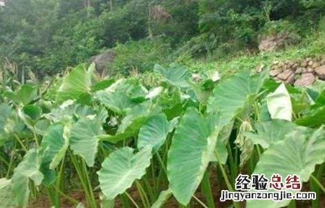 芋头种植注意事项 芋头种植注意事项和禁忌