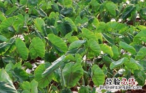 芋头种植注意事项 芋头种植注意事项和禁忌