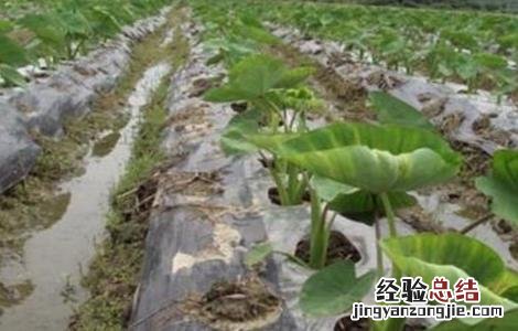 芋头种植注意事项 芋头种植注意事项和禁忌