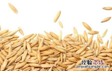 如何提高燕麦种子发芽率