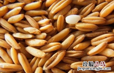 如何提高燕麦种子发芽率